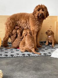 mama voed haar pups terwijl ze blijft staan.